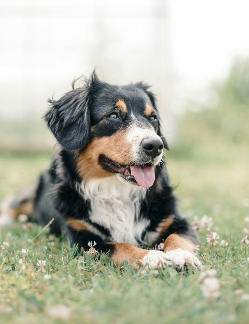 A happy dog with black, brown, and white fur is lying on grass surrounded by small white flowers, appearing playful and relaxed.