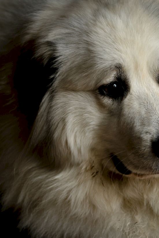 A fluffy white and gray dog with a thick coat, possibly a Great Pyrenees, is looking to the side.